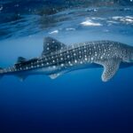 Festival del Tiburón Ballena impulsará el turismo sustentable en Isla Mujeres